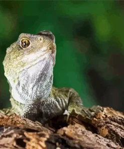 Tuatara Diamond Painting
