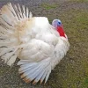 White Holland Turkey Diamond Painting