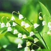 White Lily Of The Valley Diamond Painting