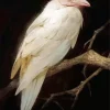 White Raven Bird Diamond Painting