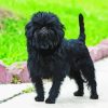 Affenpinscher Diamond Painting