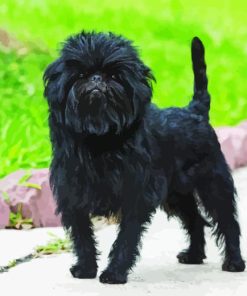 Affenpinscher Diamond Painting