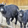 American Pygmy Goats Diamond Painting