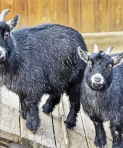 American Pygmy Goats Diamond Painting