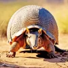 Armadillo Animal Diamond Painting