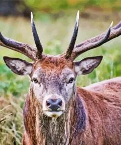 Barbary Stag Diamond Painting
