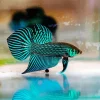 Betta Smaragdina Diamond Painting
