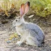Black Tailed Jackrabbit Diamond Painting