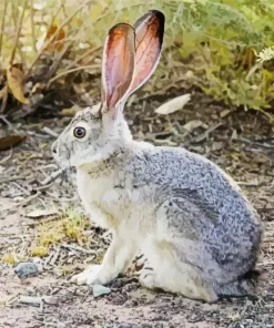 Black Tailed Jackrabbit Diamond Painting