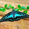 Blue And Black Common Jay Butterfly Diamond Painting