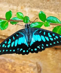 Blue And Black Common Jay Butterfly Diamond Painting