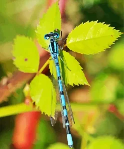 Blue And Black Dragonfly Diamond Painting