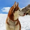 Brown Husky Diamond Painting