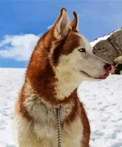 Brown Husky Diamond Painting