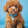 Brown Poodle Diamond Painting