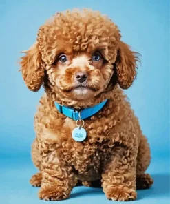 Brown Poodle Diamond Painting