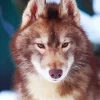 Brown Wolf Diamond Painting