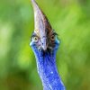 Cassowary Diamond Painting