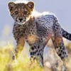 Cheetah Cub Diamond Painting
