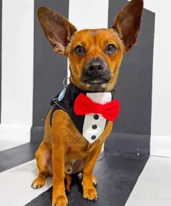 Chiweenie Dog Diamond Painting