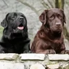 Chocolate Vs Black Lab Diamond Painting