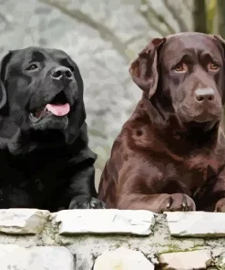 Chocolate Vs Black Lab Diamond Painting