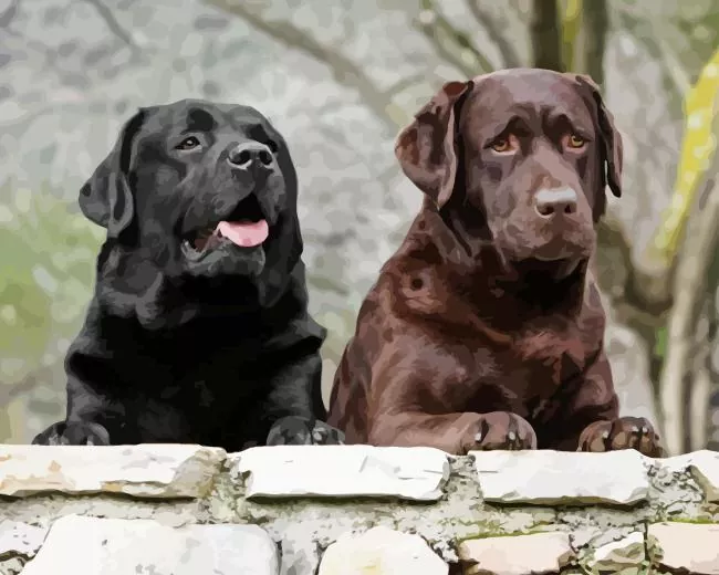 Chocolate vs black lab Diamond By Numbers Chocolate Vs Black Lab Diamond Painting
