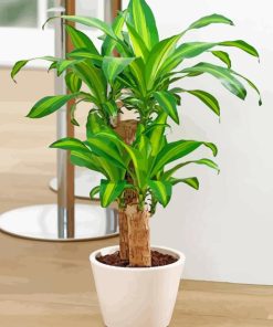 Dracaena Diamond Painting