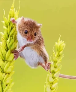 Eurasian Harvest Mouse Diamond Painting