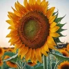 Helianthus Giganteus Diamond Painting
