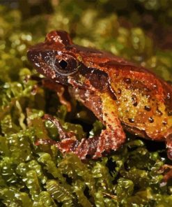 Horned Frog Diamond Painting