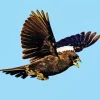 Lark Bunting Bird Diamond Painting