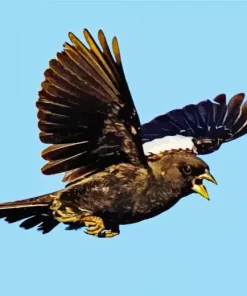 Lark Bunting Bird Diamond Painting