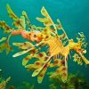Leafy Seadragon Diamond Painting