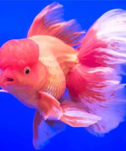 Oranda Goldfish Diamond Painting