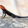 Orange Agama Diamond Painting