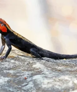 Orange Agama Diamond Painting
