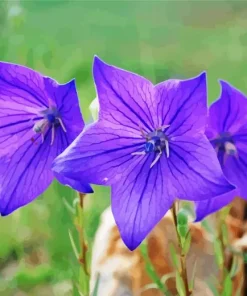 Platycodon Grandiflorus Diamond Painting