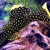Pleco Fish Diamond Painting
