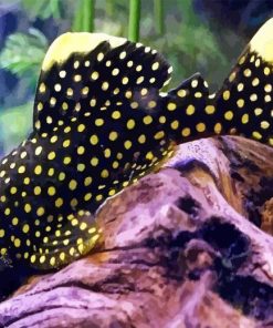 Pleco Fish Diamond Painting