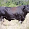 The Aberdeen Angus Diamond Painting