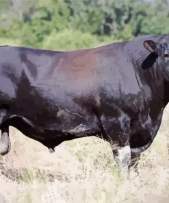 The Aberdeen Angus Diamond Painting