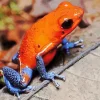 The Blue And Orange Frog Diamond Painting