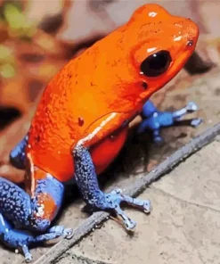 The Blue And Orange Frog Diamond Painting
