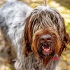 Wirehaired Pointing Griffon Diamond Painting