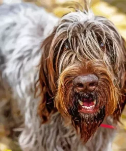 Wirehaired Pointing Griffon Diamond Painting
