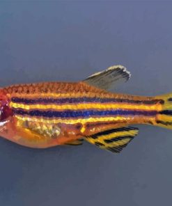 Zebrafish Diamond Painting