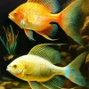 Aesthetic Golden Fish Art Diamond Painting
