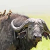 African Buffalo Diamond Painting