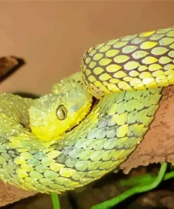 African Bush Viper Diamond Painting